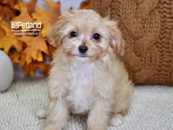 Cavapoo-DOG-Female-Apricot-4572-Petland Lee's Summit, MO