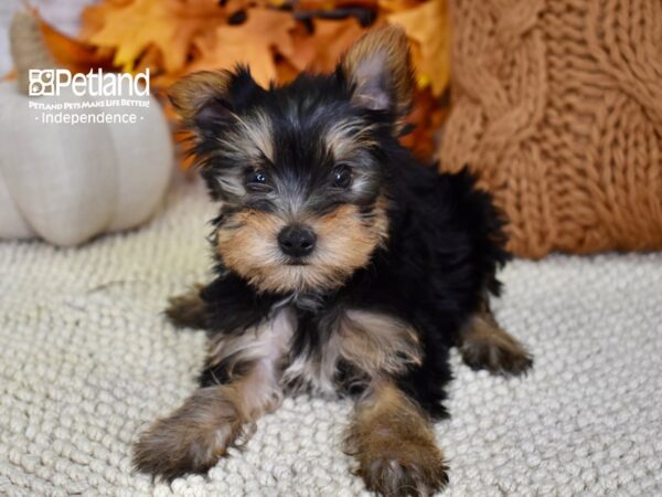 Yorkshire Terrier-DOG-Male-Black & Tan-4570-Petland Lee's Summit, MO