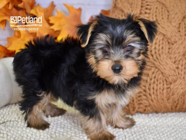 Yorkshire Terrier-DOG-Male-Black & Tan-4569-Petland Lee's Summit, MO