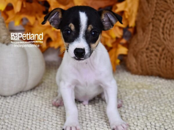Jack Chi-DOG-Male-Tri-4601-Petland Lee's Summit, MO