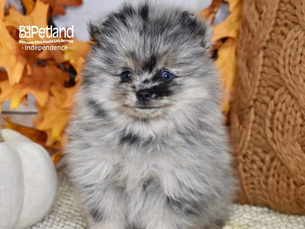 Pomeranian-DOG-Male-Blue Merle-4598-Petland Lee's Summit, MO