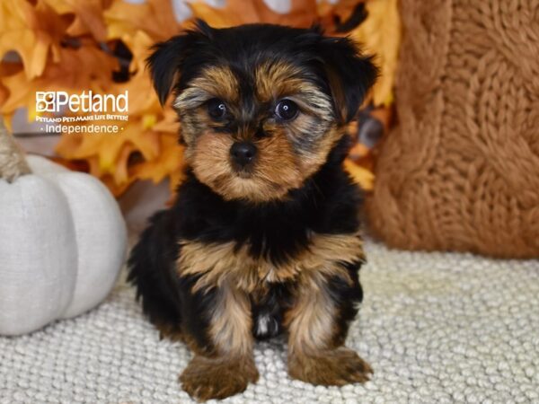 Yorkshire Terrier-DOG-Female-Black and Gold-4588-Petland Lee's Summit, MO