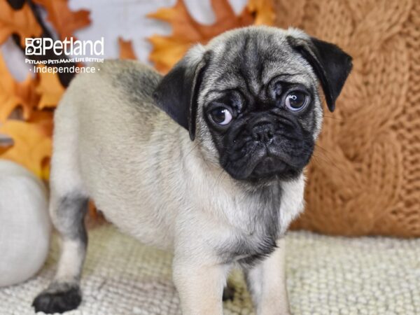 Pug-DOG-Male-Fawn-4587-Petland Lee's Summit, MO
