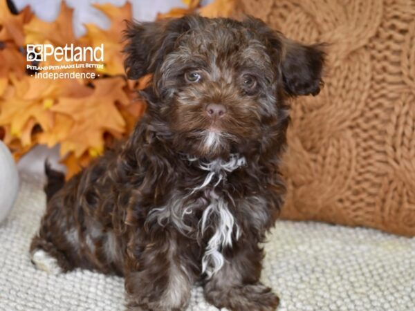 Havanese-DOG-Male-Chocolate-4586-Petland Lee's Summit, MO