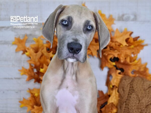 Great Dane-DOG-Male-Fawn-4585-Petland Lee's Summit, MO