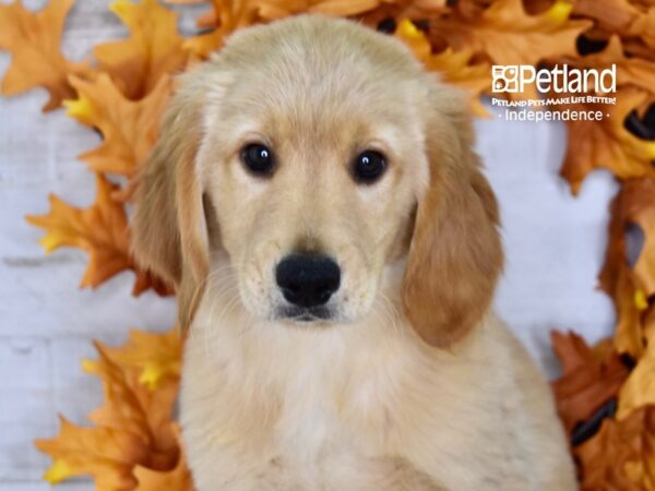 Golden Retriever-DOG-Male-Golden-4584-Petland Lee's Summit, MO