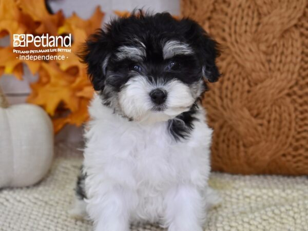 Maltipoo-DOG-Female-Black and White-4591-Petland Lee's Summit, MO