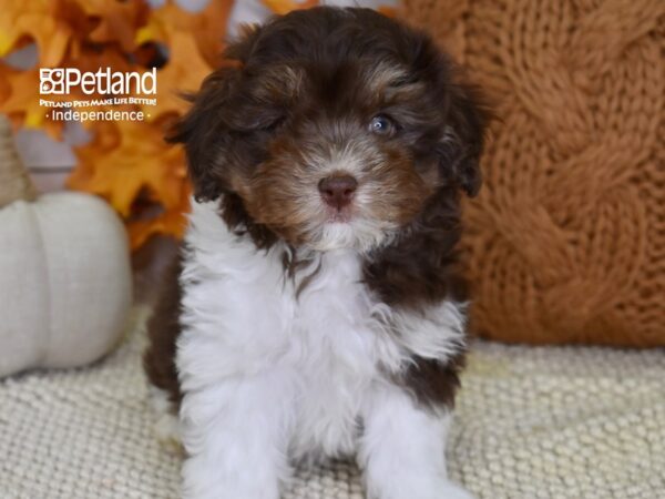 Maltipoo-DOG-Male-Brown and White-4590-Petland Lee's Summit, MO