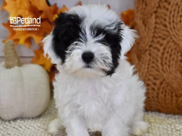 Maltipoo-DOG-Male-Black and White-4589-Petland Lee's Summit, MO