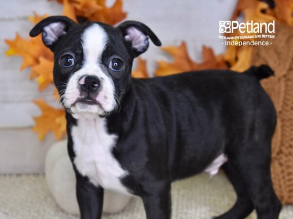 Boston Terrier-DOG-Male-Black and White-4583-Petland Lee's Summit, MO