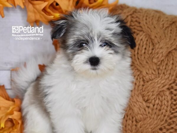 Maltipom-DOG-Male-Blue Merle and White-4582-Petland Lee's Summit, MO