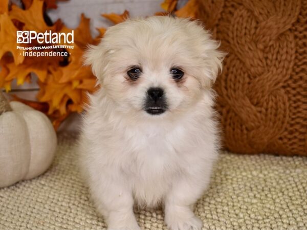 Peek-A-Poo-DOG-Male-Cream-4603-Petland Lee's Summit, MO