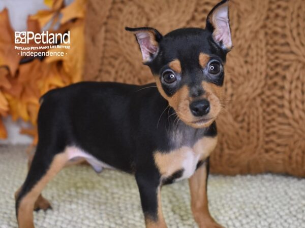 Miniature Pinscher-DOG-Male-Black and Rust-4594-Petland Lee's Summit, MO