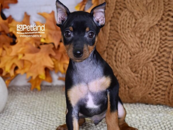 Miniature Pinscher-DOG-Male-Black and Rust-4596-Petland Lee's Summit, MO