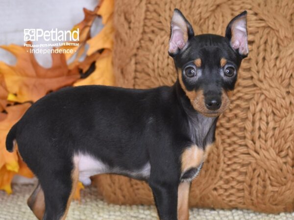 Miniature Pinscher-DOG-Male-Black and Rust-4597-Petland Lee's Summit, MO
