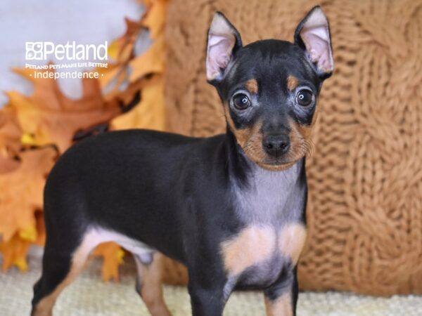 Miniature Pinscher-DOG-Male-Black and Rust-4595-Petland Lee's Summit, MO