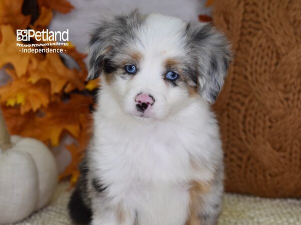 Toy Australian Shepherd-DOG-Male-Blue Merle-4623-Petland Lee's Summit, MO