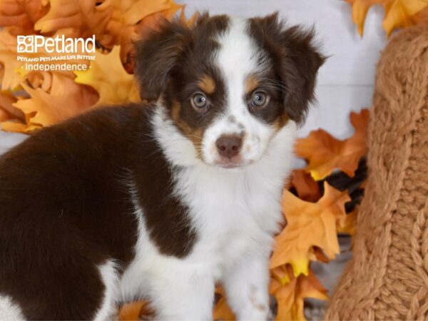 Toy Australian Shepherd-DOG-Male-Red Tri-4622-Petland Lee's Summit, MO