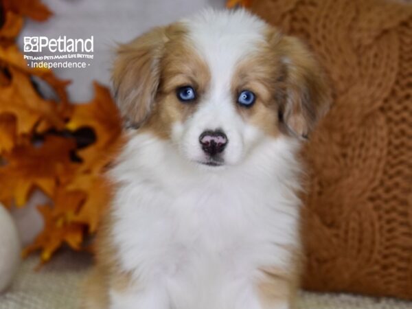 Toy Australian Shepherd-DOG-Female-Red Merle Sable-4621-Petland Lee's Summit, MO
