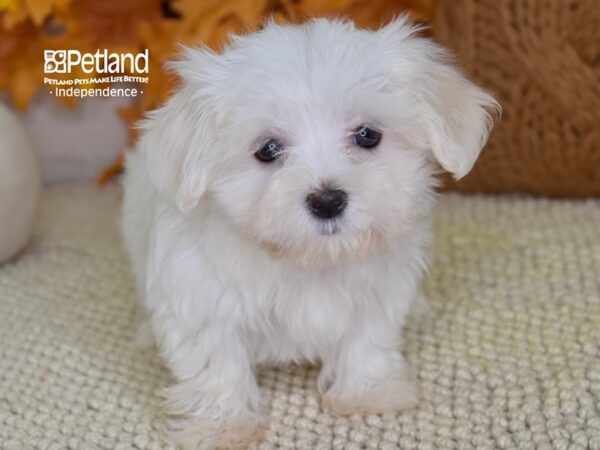 Maltese-DOG-Female-White-4620-Petland Lee's Summit, MO