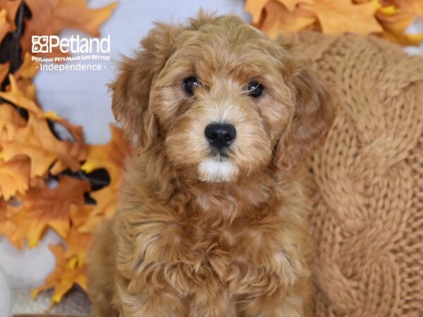 Miniature Goldendoodle 2nd Gen-DOG-Female-Red-4615-Petland Lee's Summit, MO