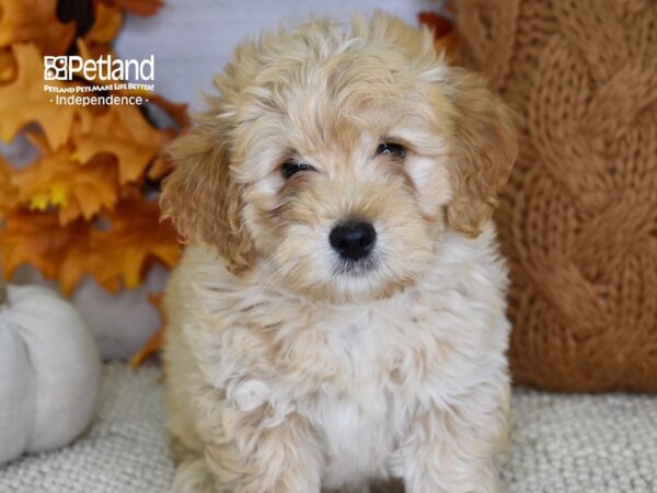 Miniature Goldendoodle 2nd Gen-DOG-Male-Apricot-4614-Petland Lee's Summit, MO