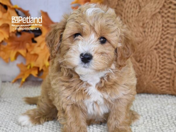 Miniature Goldendoodle 2nd Gen-DOG-Male-Apricot-4613-Petland Lee's Summit, MO