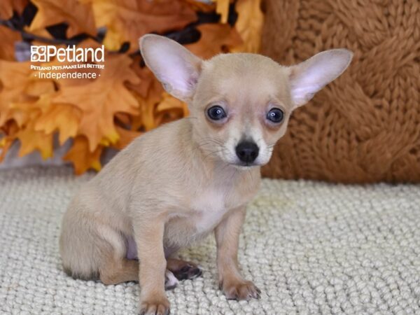 Chihuahua-DOG-Female-Blue Fawn-4627-Petland Lee's Summit, MO