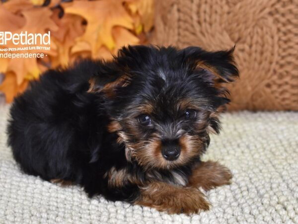 Yorkshire Terrier-DOG-Male-Black & Tan-4626-Petland Lee's Summit, MO