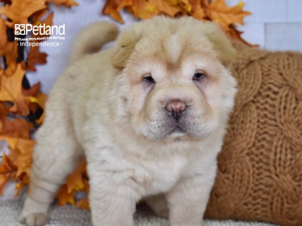 Shar Pei-DOG-Female-Cream-4625-Petland Lee's Summit, MO