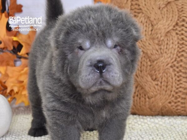 Shar Pei-DOG-Male-Blue-4624-Petland Lee's Summit, MO