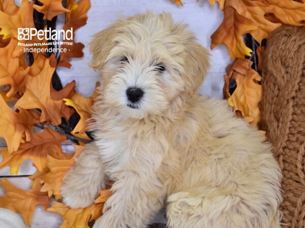 Miniature Goldendoodle-DOG-Male-Cream-4607-Petland Lee's Summit, MO