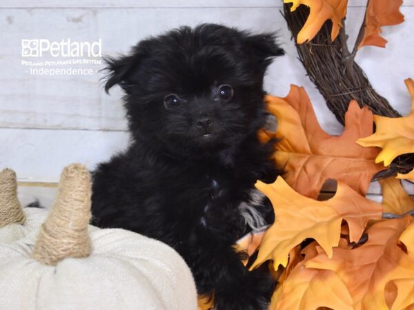 Shiranian-DOG-Female-Black-4632-Petland Lee's Summit, MO