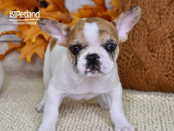 French Bulldog-DOG-Male-Fawn & White-4631-Petland Lee's Summit, MO