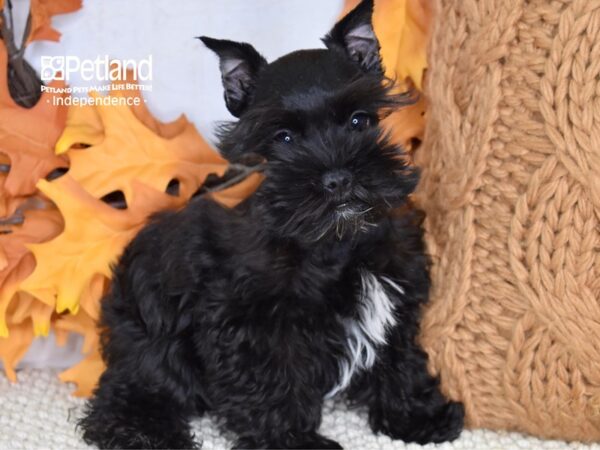 Miniature Schnauzer-DOG-Female-Black-4630-Petland Lee's Summit, MO