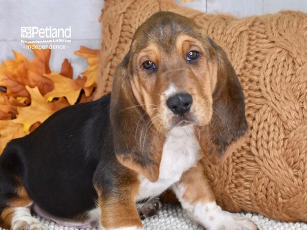 Basset Hound-DOG-Male-Tri-4636-Petland Lee's Summit, MO
