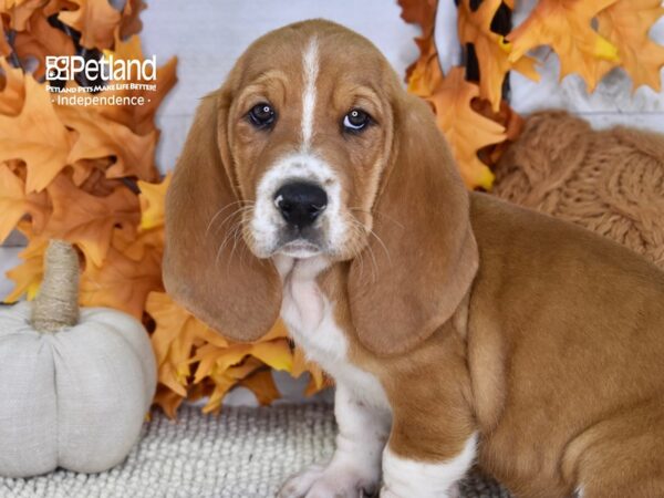 Basset Hound-DOG-Male-Red & White-4635-Petland Lee's Summit, MO