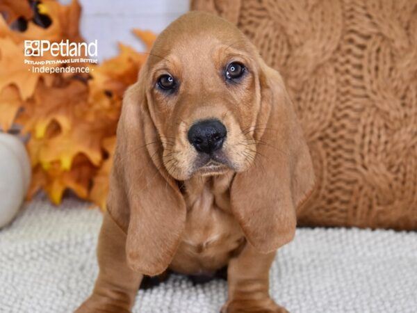 Basset Hound-DOG-Male-Red-4634-Petland Lee's Summit, MO