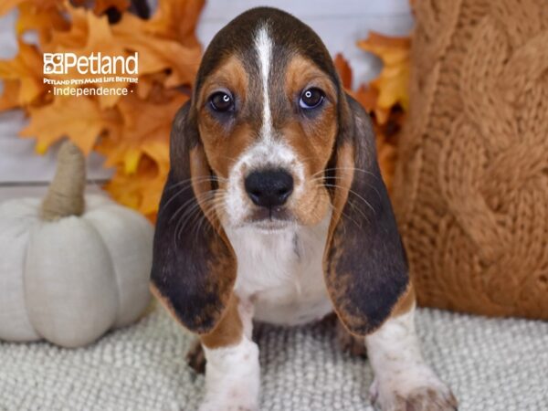 Basset Hound-DOG-Female-Tri-4633-Petland Lee's Summit, MO