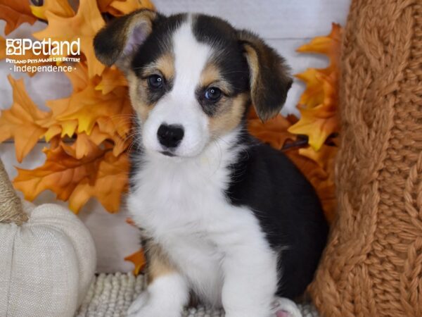 Pembroke Welsh Corgi-DOG-Female-Black & Tan-4642-Petland Lee's Summit, MO