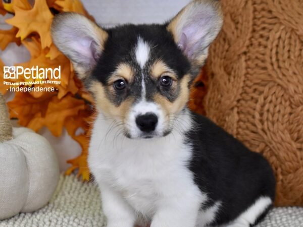Pembroke Welsh Corgi-DOG-Male-Black & Tan-4641-Petland Lee's Summit, MO