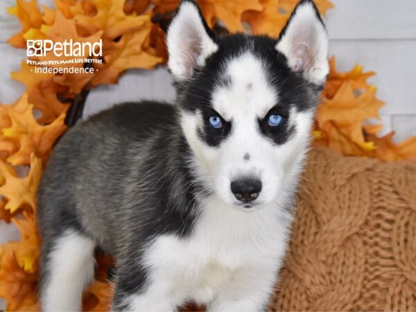 Siberian Husky-DOG-Male-Black & White-4643-Petland Lee's Summit, MO