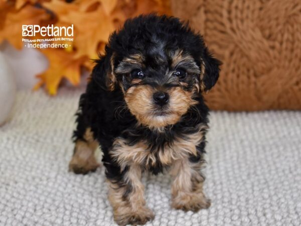 Yorkie-Poo-DOG-Female-Black & Tan-4645-Petland Lee's Summit, MO