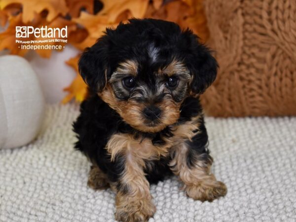 Yorkie-Poo-DOG-Female-Black & Tan-4646-Petland Lee's Summit, MO