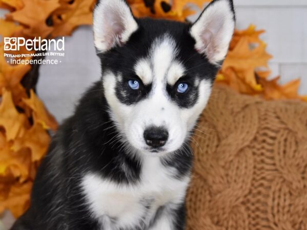 Siberian Husky-DOG-Female-Black & White-4644-Petland Lee's Summit, MO