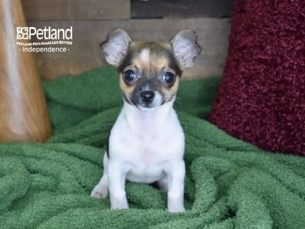 Chihuahua-DOG-Female-Fawn & White-4662-Petland Lee's Summit, MO