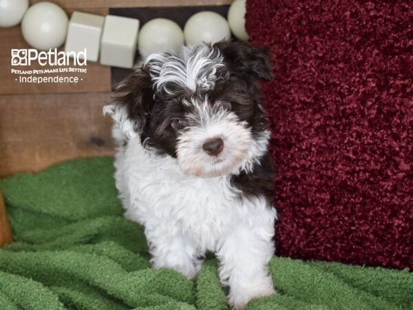 Havanese-DOG-Female-Chocolate & White-4661-Petland Lee's Summit, MO