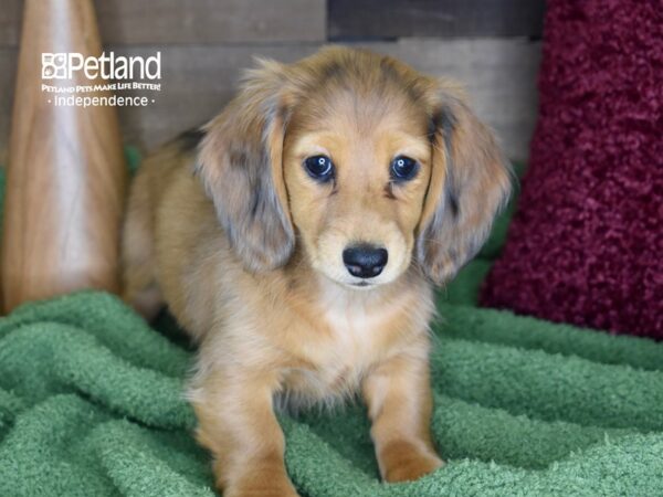 Dachshund-DOG-Female-Red Dapple-4660-Petland Lee's Summit, MO