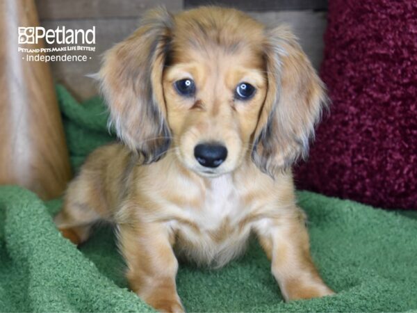 Dachshund-DOG-Female-Red Dapple-4659-Petland Lee's Summit, MO