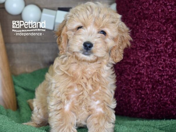 Miniature Goldendoodle 2nd Gen-DOG-Female-Golden-4653-Petland Lee's Summit, MO